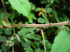 Rubus albionis