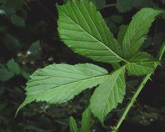 Rubus albionis