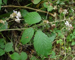Rubus albionis