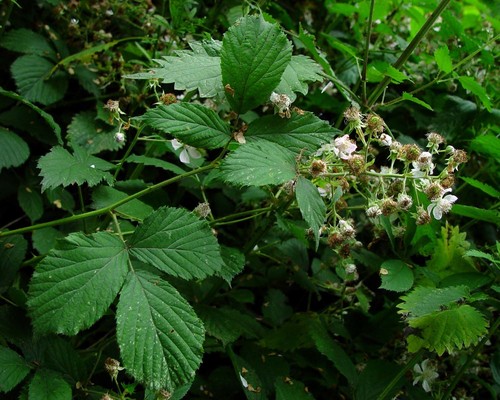 pink-flowered bramble (Rubus albionis)