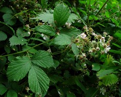 Rubus albionis