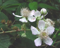 Rubus albionis