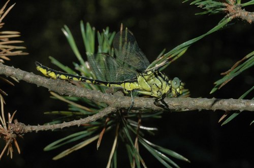 Geltonkojis žirgelis nuotrauka