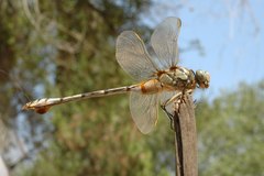Lindenia tetraphylla
