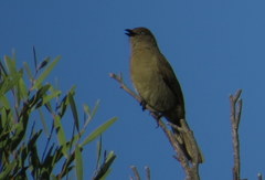 Andropadus importunus