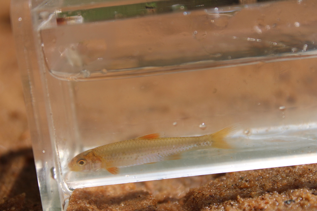 Orangefin Shiner