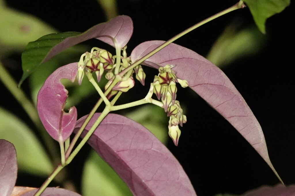 Parsonsia grayana