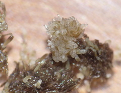Athericidae