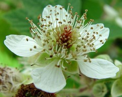 Rubus rubristylus