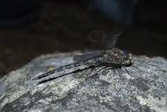 Aeshna caerulea