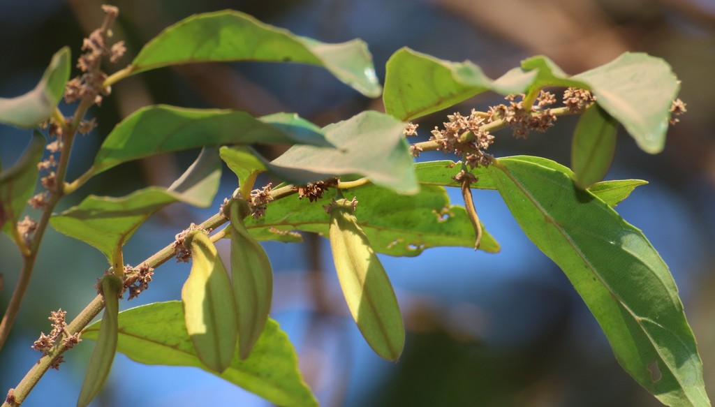 Smythea bombaiensis