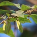 Smythea bombaiensis - Photo (c) Shiwalee Samant,  זכויות יוצרים חלקיות (CC BY-NC), הועלה על ידי Shiwalee Samant