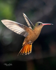Cinnamon Hummingbird photo 6