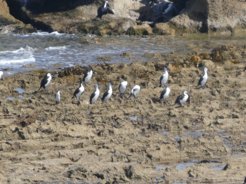 Black-faced Cormorant (Phalacrocorax fuscescens), photo 6