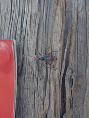 Havinthus rufovarius