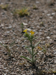 Arnebia hispidissima