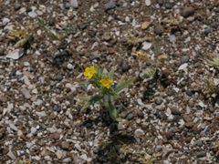 Arnebia hispidissima