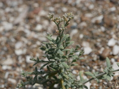 Gymnocarpos decander