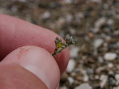 Gymnocarpos decander