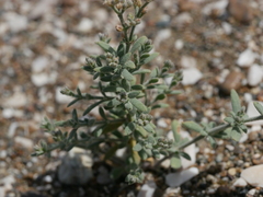 Gymnocarpos decander