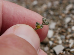 Gymnocarpos decander