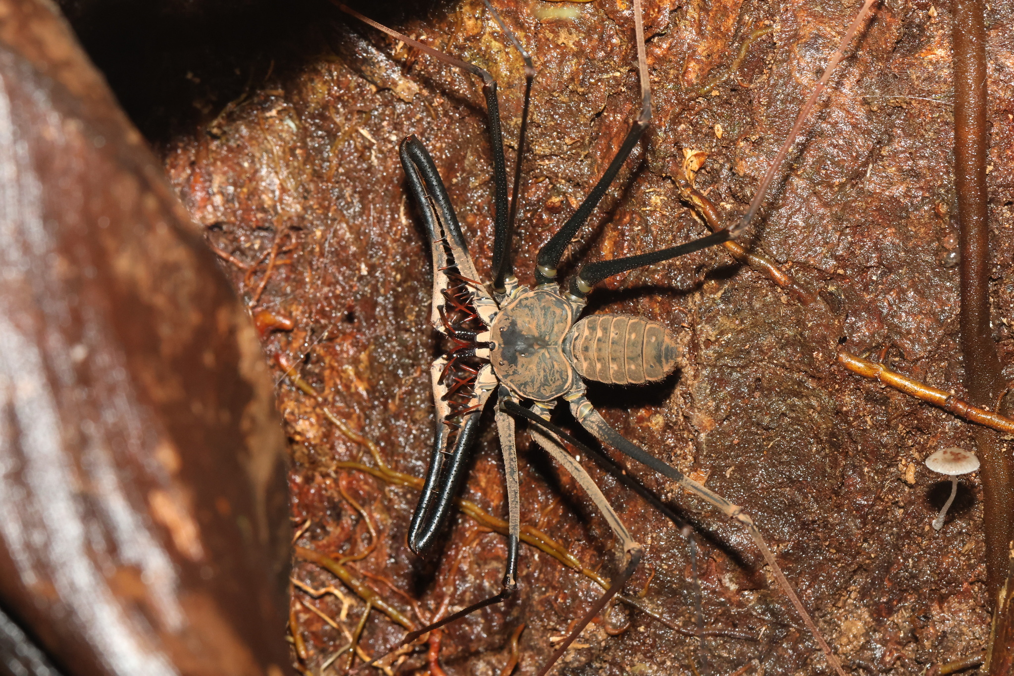 Heterophrynus batesii (Butler, 1873)
