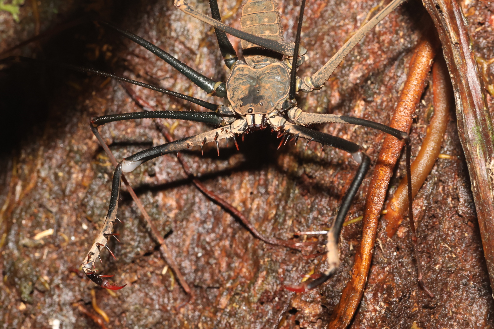 Heterophrynus batesii (Butler, 1873)