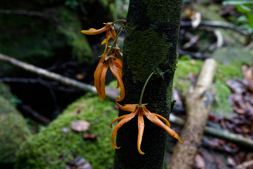 Polyalthia cauliflora observed 2026-02-20