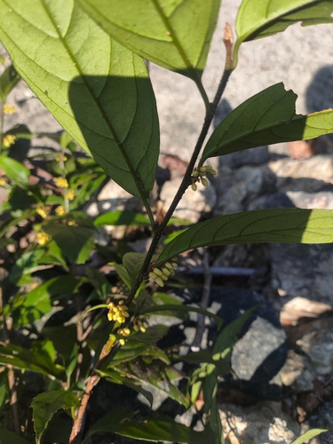 Japanese Maesa