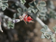 Indigofera intricata