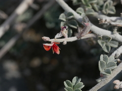 Indigofera intricata