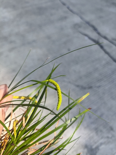 Grassleaf Sweet-Flag