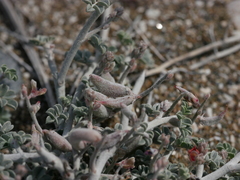 Indigofera intricata
