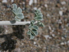 Indigofera intricata