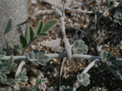 Indigofera intricata