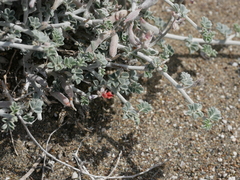 Indigofera intricata