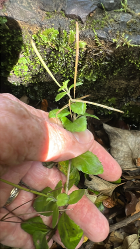 Round-leaved Willowherb (Epilobium rotundifolium)