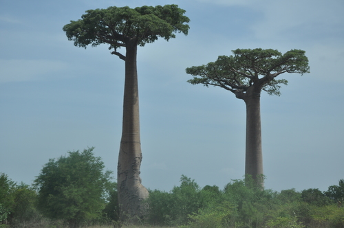 Image of Adansonia grandidieri by (c) Josip Skejo, some rights reserved (CC BY)