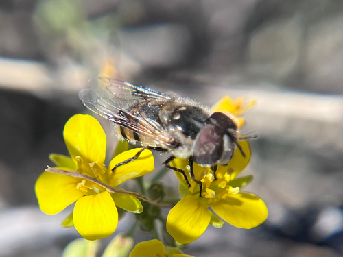 Unknown species found near Palo Verde Trail, Ajo, AZ, US