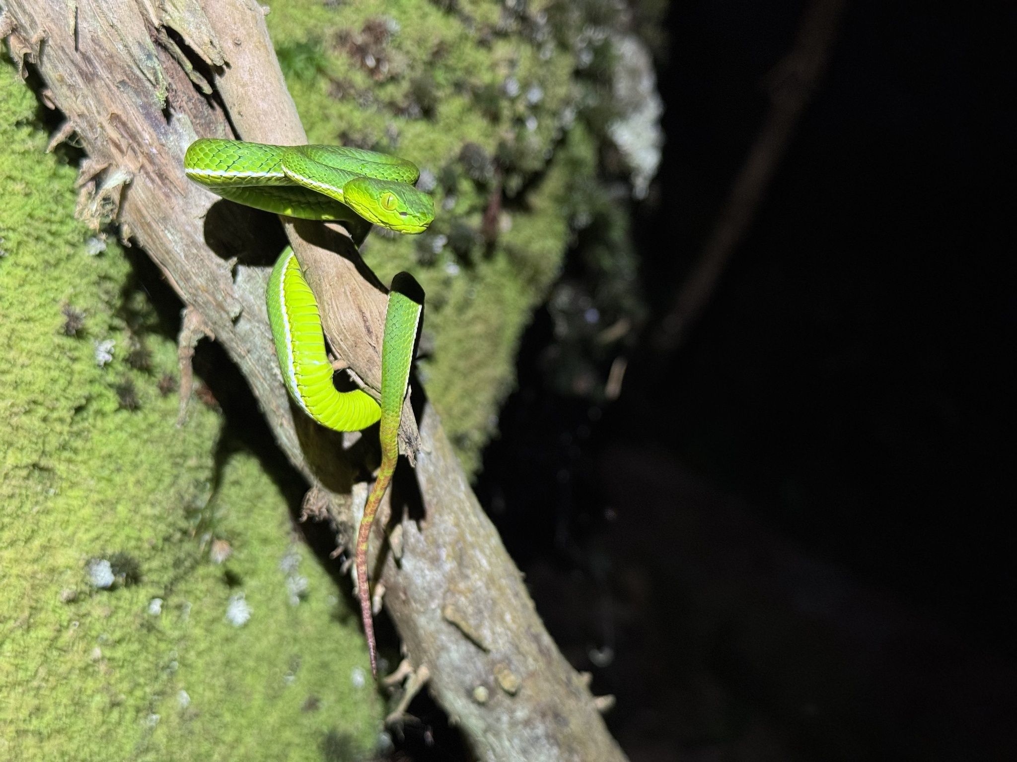Gunalen's Pitviper photo 3