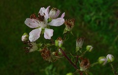 Rubus leightonii