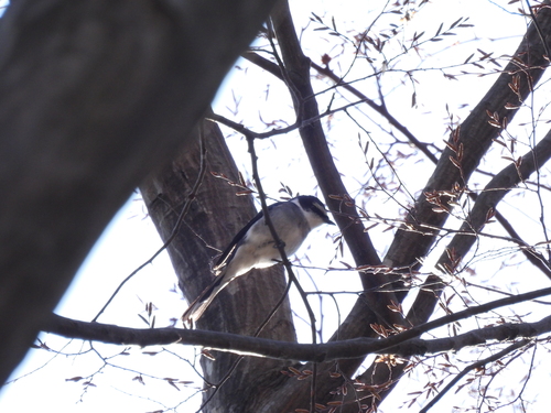 Ryukyu Minivet (Pericrocotus tegimae), photo 2