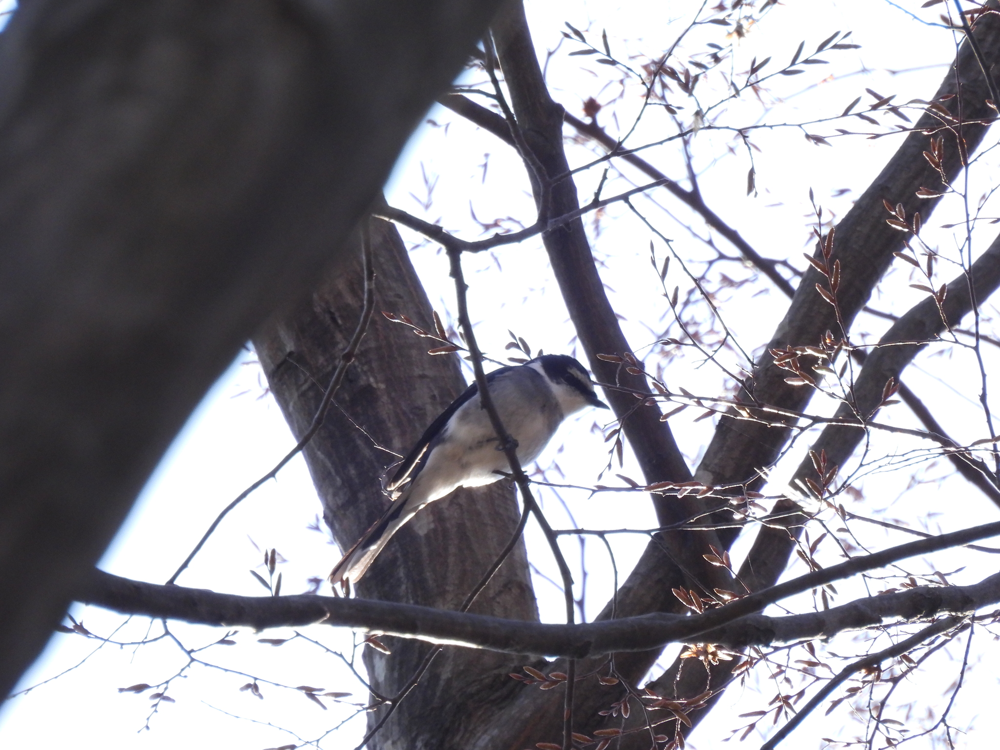 Ryukyu Minivet (Pericrocotus tegimae), photo 2