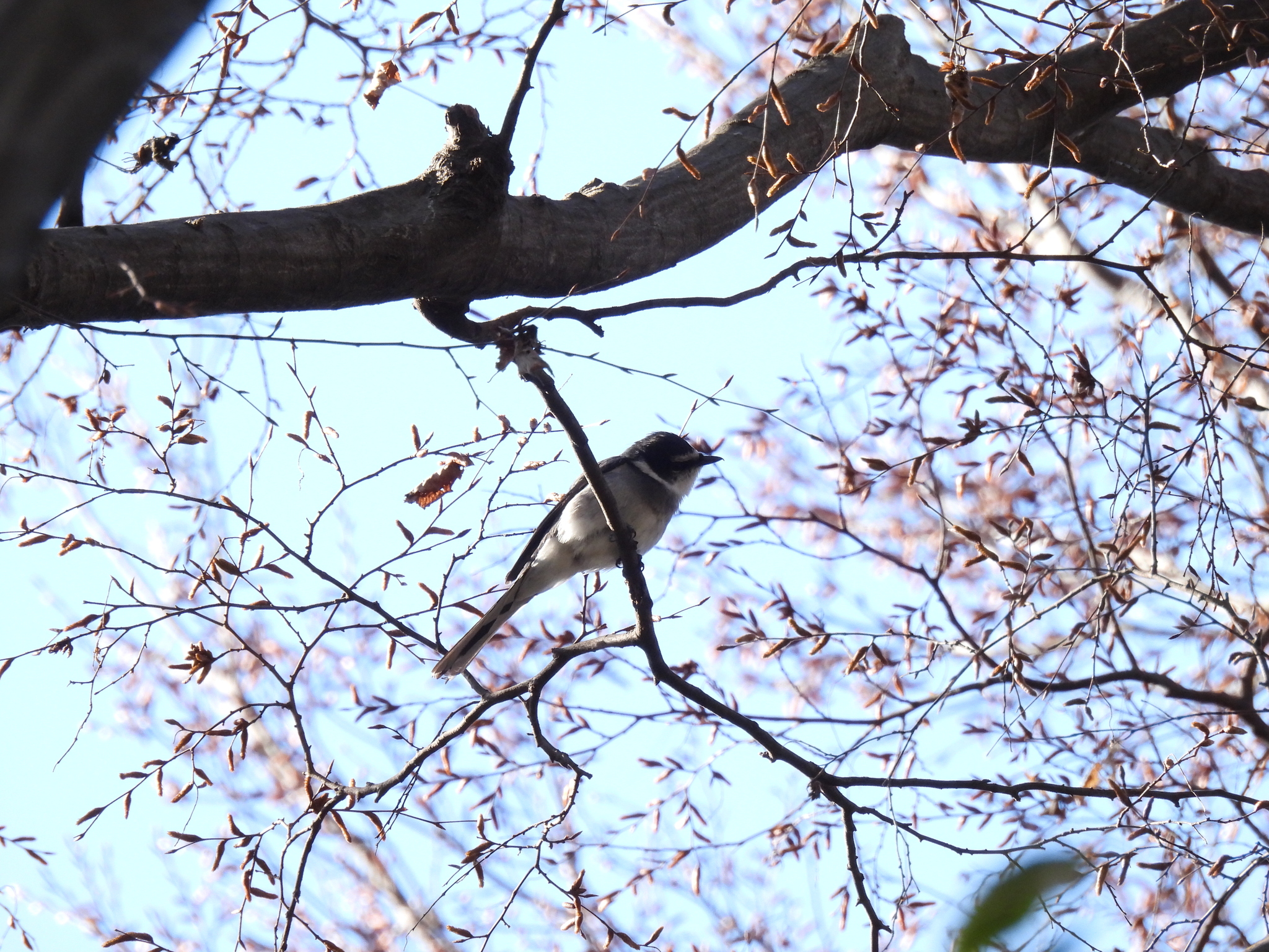Ryukyu Minivet (Pericrocotus tegimae), photo 3