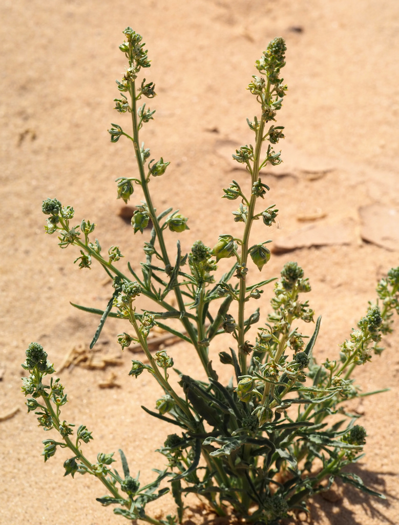 Reseda arabica