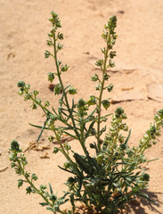 Reseda arabica