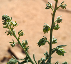 Reseda arabica