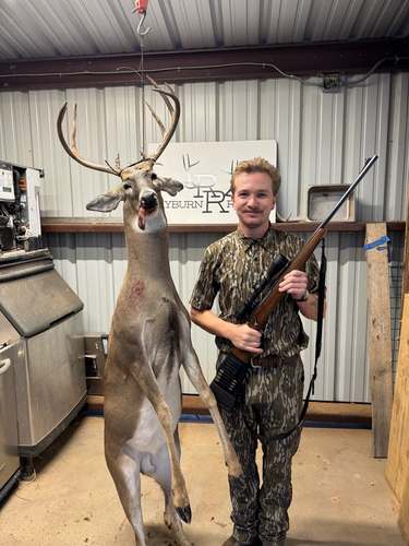 White-tailed Deer