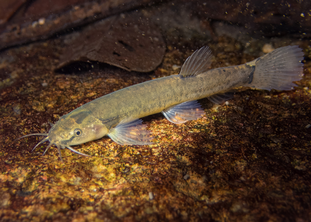 Flathead loach (Oreonectes platycephalus) — Nemacheilidae