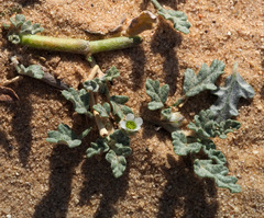 Neurada procumbens